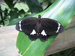 083 Kuranda Butterfly Sanctuary